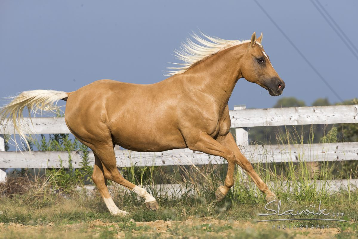 pearl horse color